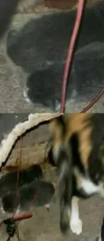 Gato raça SRD idade Abaixo de 2 meses nome fofuras