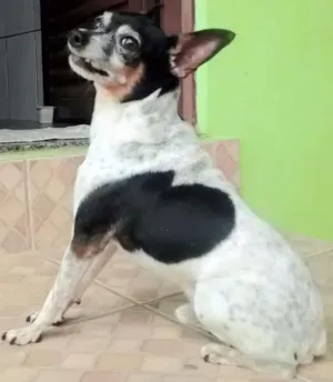 Cachorro raça Fox Paulistinha idade 6 ou mais anos nome Scooby