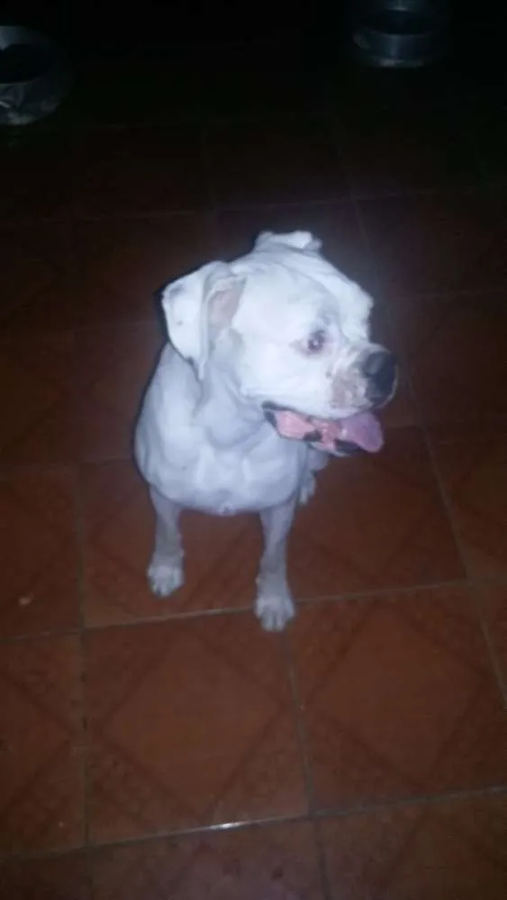 Cachorro raça Boxer idade 3 anos nome Isabela