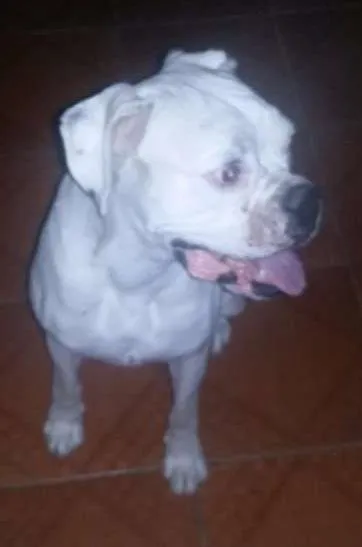 Cachorro raça Boxer idade 3 anos nome Isabela