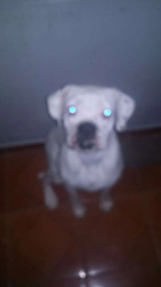 Cachorro raça Boxer idade 3 anos nome Isabela