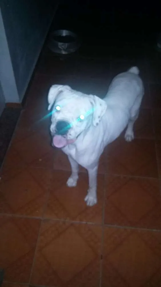 Cachorro raça Boxer idade 3 anos nome Isabela