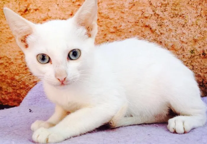 Gato ra a SRD idade 2 a 6 meses nome Bianca