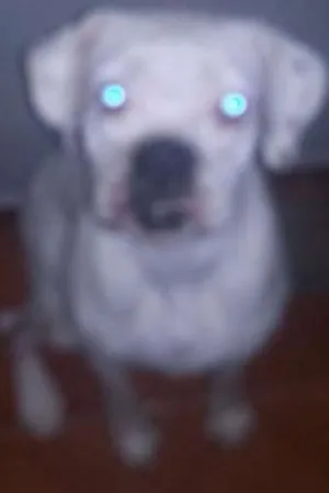Cachorro raça Boxer idade 3 anos nome Isabela