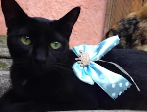 Gato raça SRD idade 7 a 11 meses nome Cleópatra