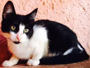 Gato raça SRD idade 2 a 6 meses nome Lillo
