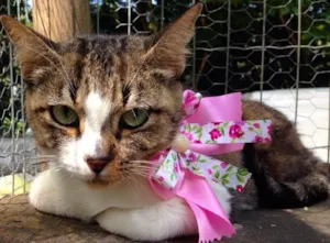 Gato raça SRD idade 2 a 6 meses nome Pippa
