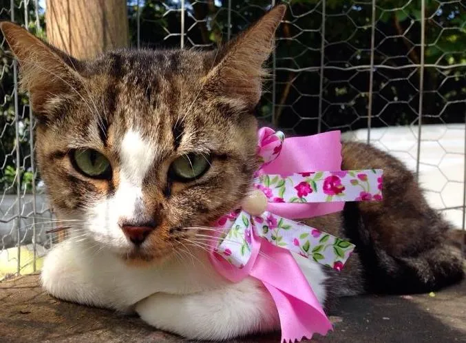 Gato ra a SRD idade 2 a 6 meses nome Pippa