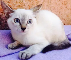 Gato raça Siamês idade 2 a 6 meses nome Livia