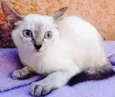 Livia