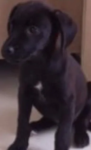 Cachorro raça Vira Lata idade 2 a 6 meses nome Toia
