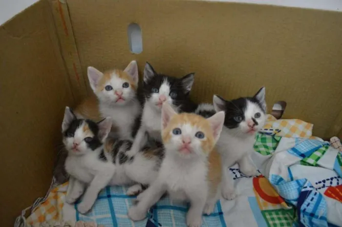 Gato ra a  idade 2 a 6 meses nome Luna, Aurora, Soneca