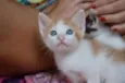 Luna, Aurora, Soneca