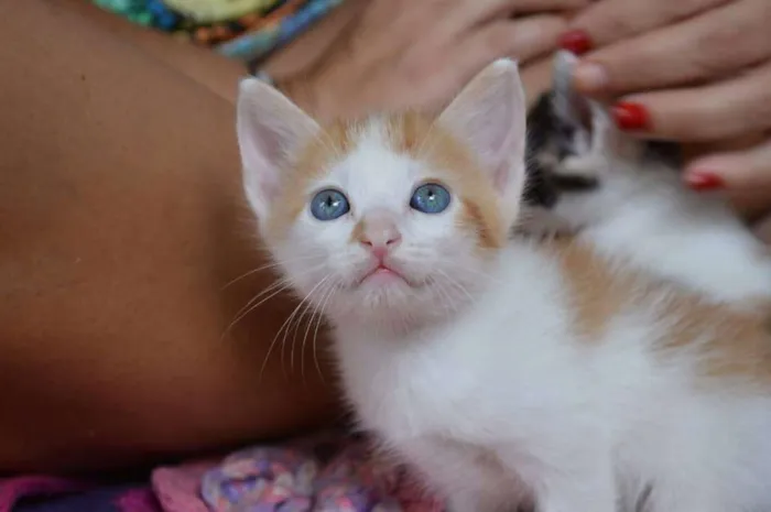 Gato ra a  idade 2 a 6 meses nome Luna, Aurora, Soneca