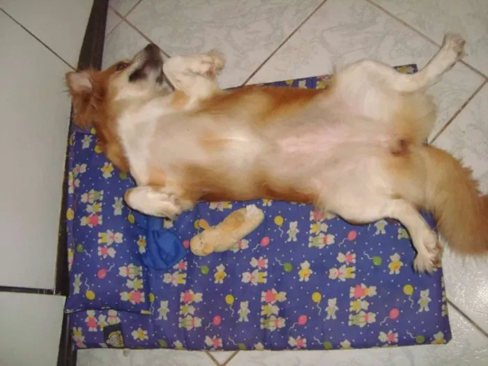 Cachorro raça VIRA-LATA idade 6 ou mais anos nome PITUXA