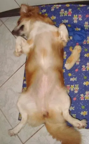 Cachorro raça VIRA-LATA idade 6 ou mais anos nome PITUXA
