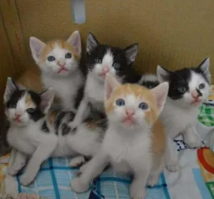Gato raça  idade 2 a 6 meses nome Luna, Aurora, Soneca