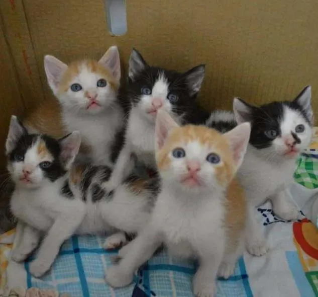 Gato ra a  idade 2 a 6 meses nome Luna, Aurora, Soneca