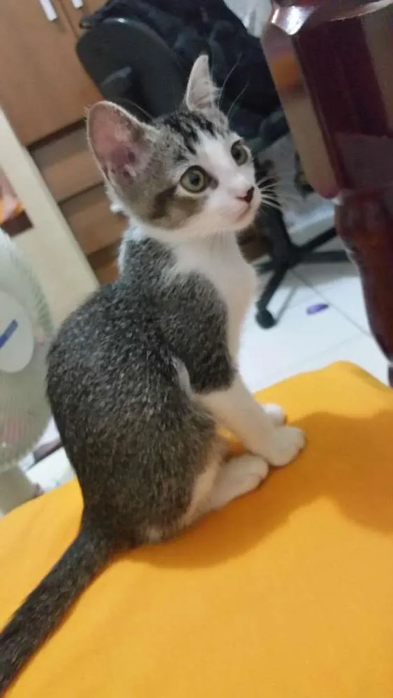 Gato ra a SRD idade 2 a 6 meses nome Nimi