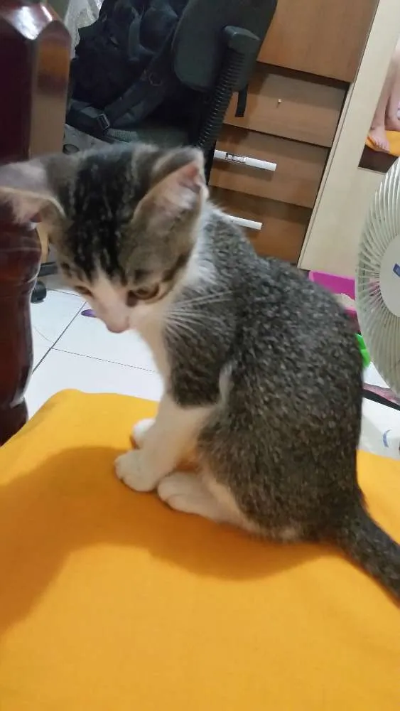 Gato ra a SRD idade 2 a 6 meses nome Nimi