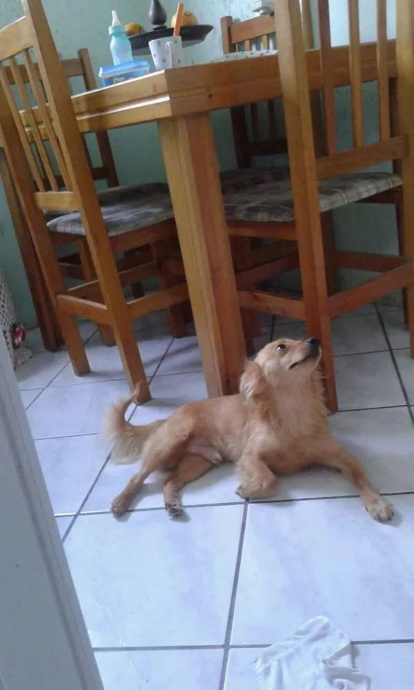 Cachorro ra a srd idade 7 a 11 meses nome tomas e mila