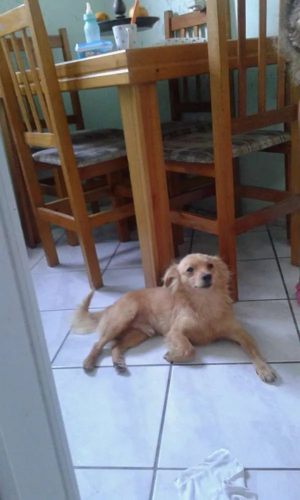 Cachorro ra a srd idade 7 a 11 meses nome tomas e mila