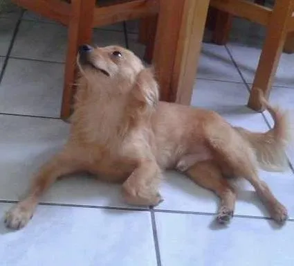 Cachorro ra a srd idade 7 a 11 meses nome tomas e mila