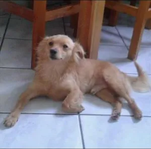 Cachorro raça srd idade 7 a 11 meses nome tomas e mila