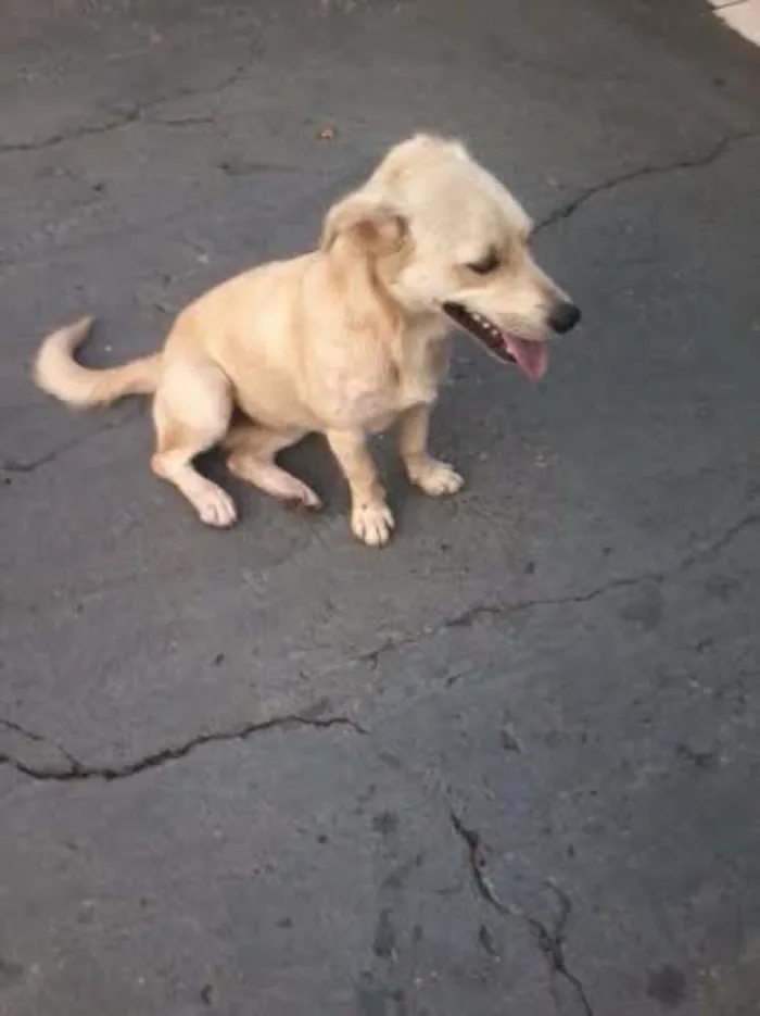 Cachorro ra a SRD idade 1 ano nome Novo dono pode esco