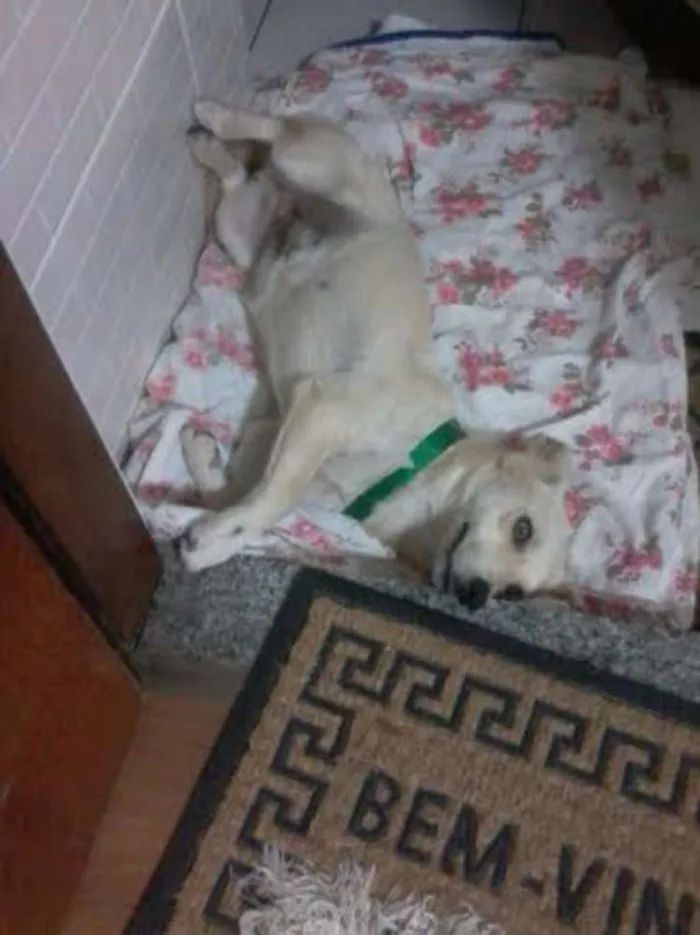 Cachorro ra a SRD idade 1 ano nome Novo dono pode esco