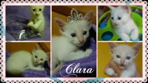 Gato raça SRD idade  nome Clara