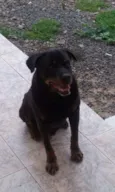 Toby