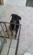 Toby