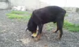 Toby