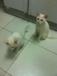 mingau, floquinho