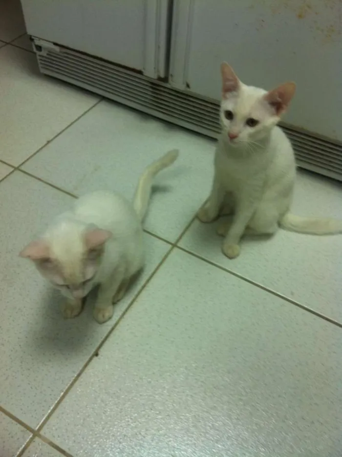 Gato raça vira lata idade 1 ano nome mingau, floquinho
