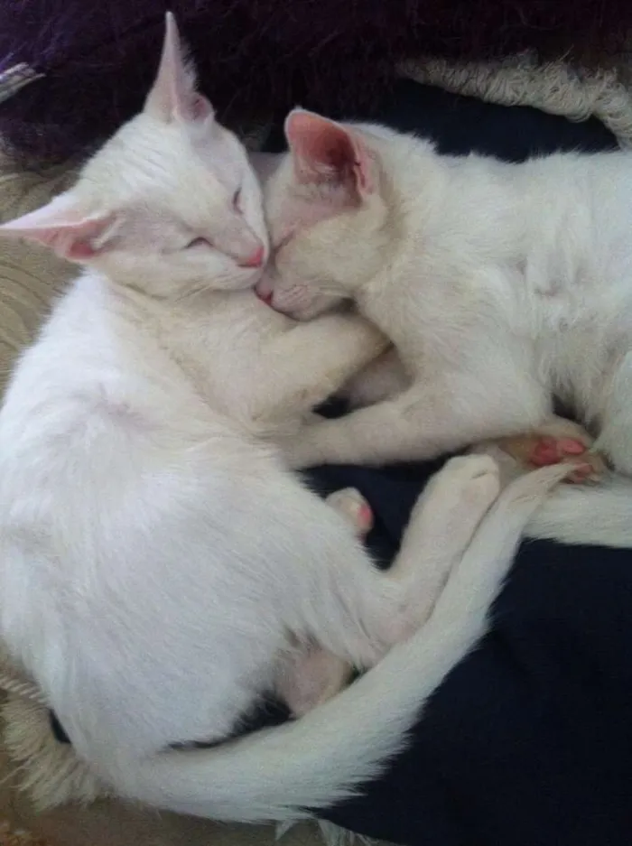 Gato raça vira lata idade 1 ano nome mingau, floquinho