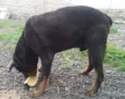 Toby