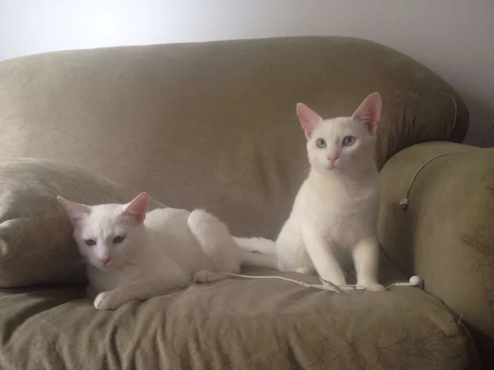 Gato raça vira lata idade 1 ano nome mingau, floquinho