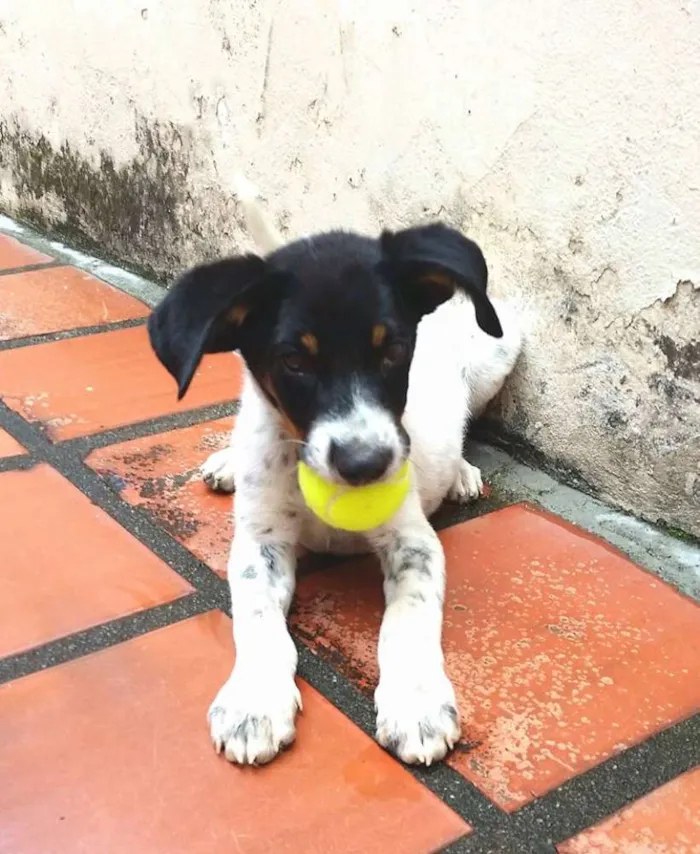 Cachorro ra a SRD idade 2 a 6 meses nome Flop