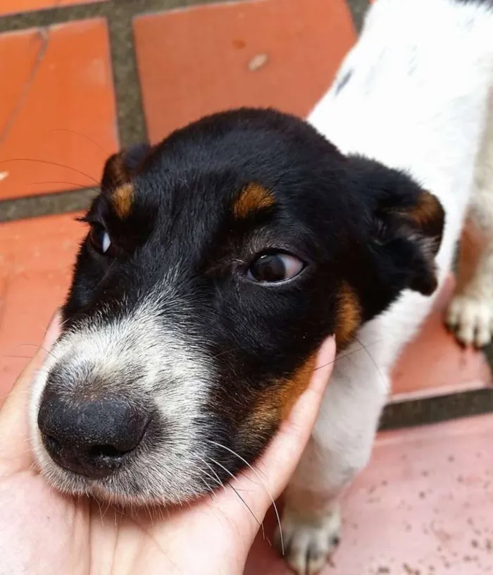 Cachorro ra a SRD idade 2 a 6 meses nome Flop