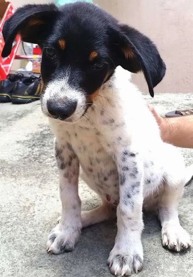 Cachorro ra a SRD idade 2 a 6 meses nome Flop