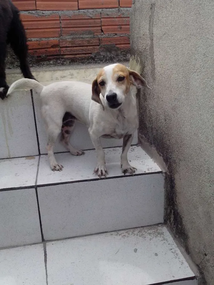 Cachorro ra a Vira-lata idade 6 ou mais anos nome Fiona