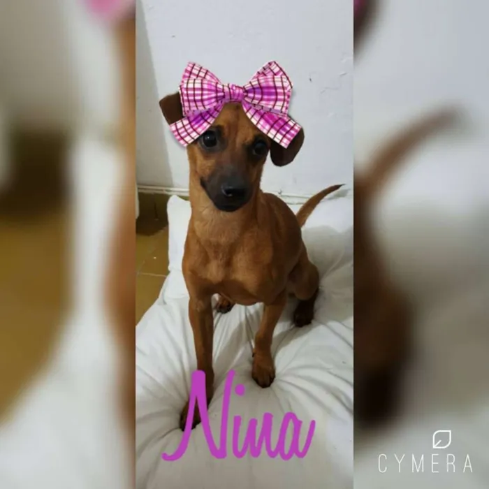 Cachorro ra a Mix de PInsher idade 1 ano nome Nina