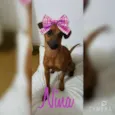 Nina