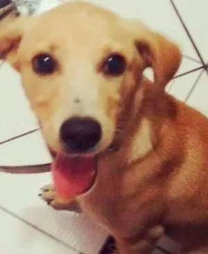 Cachorro raça Vira Lata idade 2 a 6 meses nome Nalah