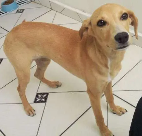 Cachorro ra a Vira Lata idade 2 a 6 meses nome Nalah