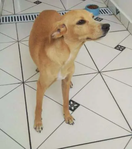 Cachorro ra a Vira Lata idade 2 a 6 meses nome Nalah