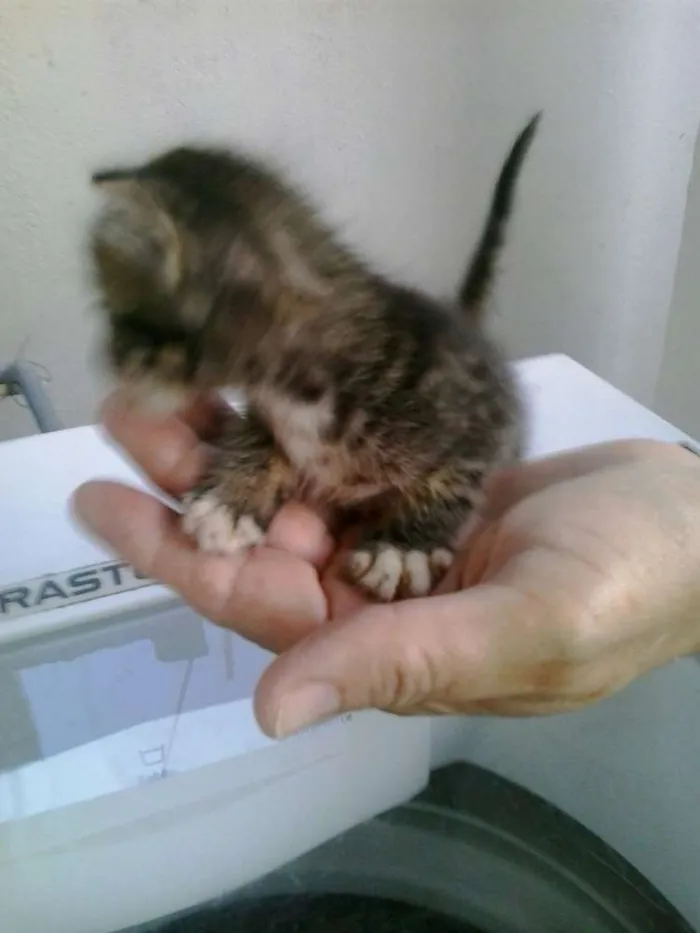 Gato raça Dv idade  nome Lindos gatinhos
