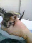 Lindos gatinhos